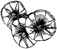 CGA50545.TIF