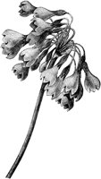 CGA50543.TIF