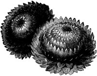 CGA50542.TIF