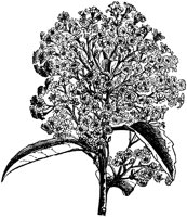 CGA50541.TIF