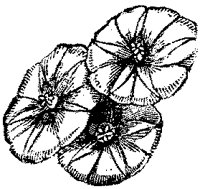 CGA50540.TIF