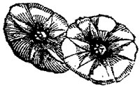 CGA50539.TIF