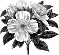 CGA50538.TIF