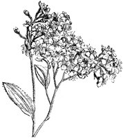 CGA50537.TIF