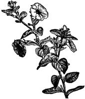 CGA50536.TIF