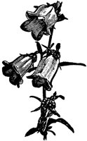 CGA50535.TIF