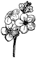 CGA50529.TIF