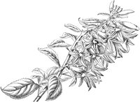 CGA50528.TIF