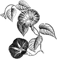CGA50527.TIF