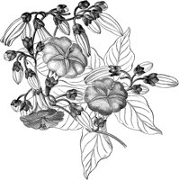 CGA50525.TIF