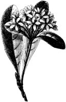 CGA50522.TIF