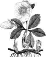 CGA50520.TIF