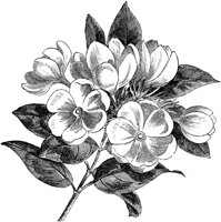 CGA50517.TIF