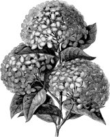 CGA50515.TIF