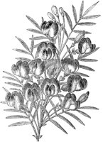 CGA50509.TIF
