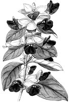 CGA50506.TIF