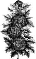 CGA50500.TIF