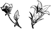 CGA50497.TIF