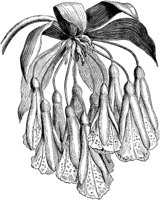 CGA50489.TIF