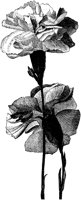 CGA50488.TIF