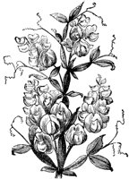 CGA50487.TIF