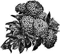 CGA50477.TIF