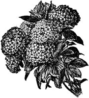 CGA50474.TIF