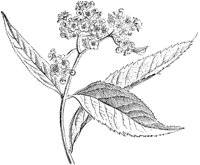 CGA50473.TIF