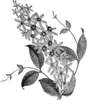 CGA50469.TIF