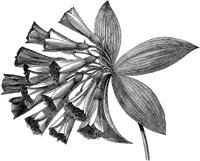 CGA50467.TIF