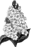 CGA50465.TIF