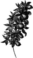 CGA50464.TIF