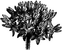 CGA50462.TIF
