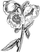 CGA50461.TIF