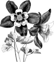 CGA50460.TIF