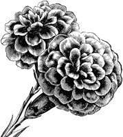 CGA50459.TIF