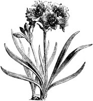 CGA50458.TIF