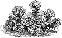 CGA50456.TIF