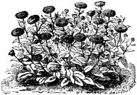 CGA50455.TIF