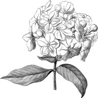 CGA50451.TIF