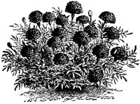 CGA50447.TIF