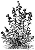 CGA50446.TIF