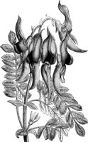 CGA50445.TIF