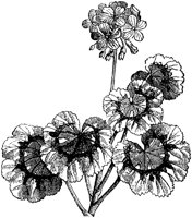 CGA50443.TIF