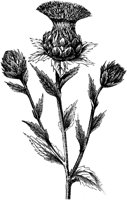 CGA50440.TIF