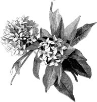 CGA50439.TIF
