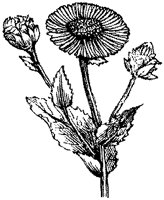 CGA50438.TIF