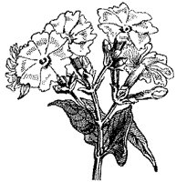 CGA50437.TIF