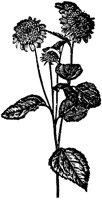 CGA50435.TIF