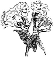CGA50434.TIF